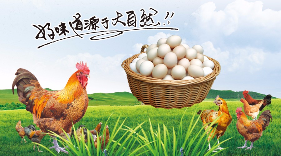 新型蛋鸡散养集成系统,让传统散养插上科技的翅膀 新型蛋鸡散养集成系统,让传统散养插上科技的翅膀