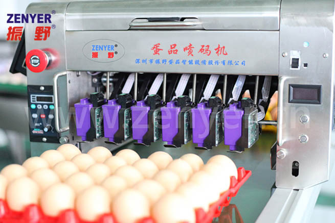 六头整托喷3.jpg